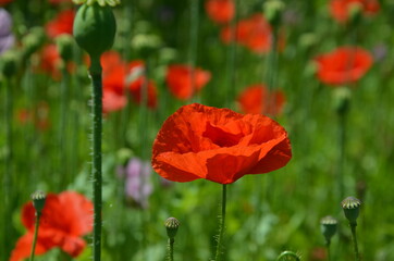 Naklejka premium red poppies on a green background