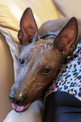 Closeup portrait of young beautiful dog of rare breed named Xoloitzcuintle, or Mexican Hairless, standard size lying down. Bronze skin, attentive look, smiling face. Soft selective focus, copy space.