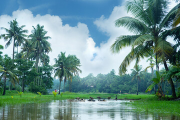 Nature photography - Coconut palm trees standing under a white cloudy sky and ducks swimming in ponds. Monsoon village photography.