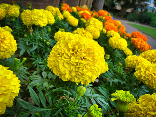 English summer garden flowers