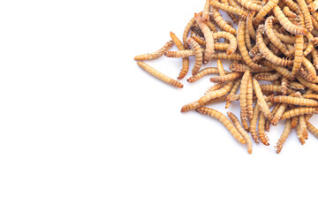 Pile of mealworms larvae feed isolated on white background