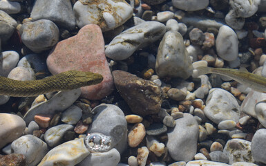 snake chasing a fish 