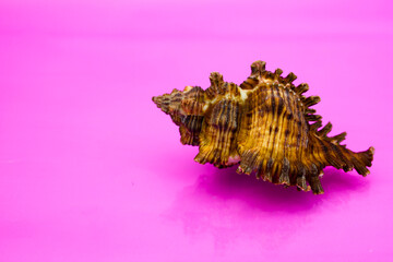 The brown shell lies on a pink background in the right corner. A place for text. Souvenir brought from the sea.