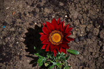 flower in the garden