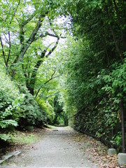 Fototapeta premium 林の奥へ伸びる道