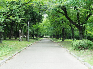 公園の立ち木に挟まれた道