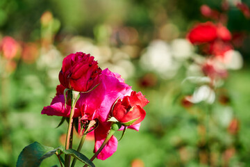 Beautiful roses growing in the front garden of the city park on a bright sunny day. Blurred background. Close-up.