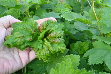 The agronomist holds in his hand a twisted leaf with red spots of a currant bush with signs of a...