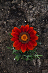 flower on the ground