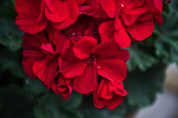 Red flower and garden