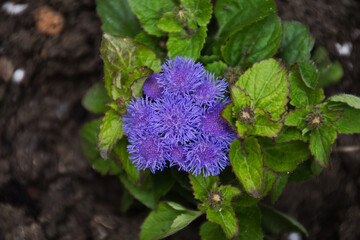 blue and purple flowers