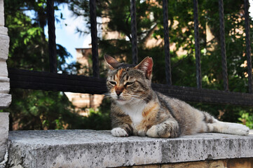 Naklejka na ściany i meble The cat is resting on the stone base of the fence. Cat on a blurred background.