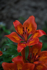 red and yellow flower