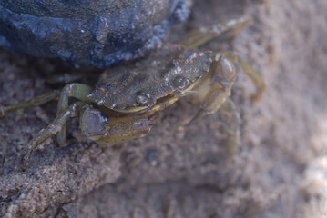 Crabs are decapod crustaceans of the infraorder Brachyura, which typically have a very short projecting 