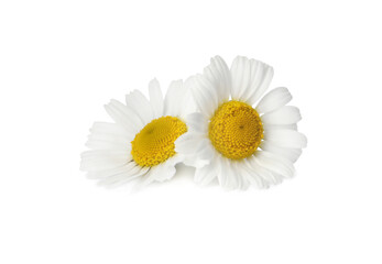 Fototapeta premium Two beautiful chamomile flowers on white background