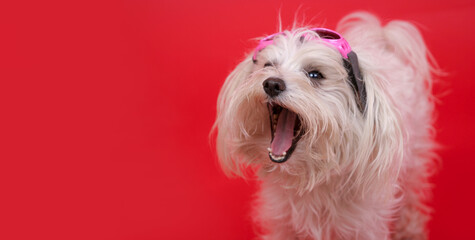 A white Maltese lapdog with its mouth wide open on a red background.