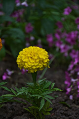 yellow flower in the garden