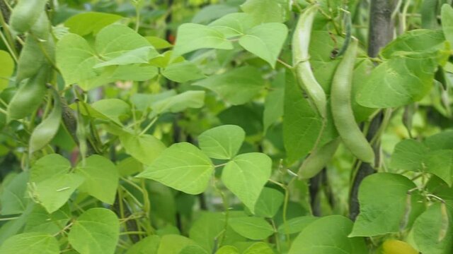 Green kidney bean growing on farm in HD VIDEO. Bush with bunch of pods of haricot plant (Phaseolus vulgaris) ripening in homemade garden. Organic farming, healthy food, BIO viands, back to nature.
