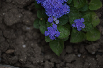 purple flower in the garden