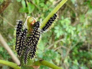 inseto lagarta - colobura dirce