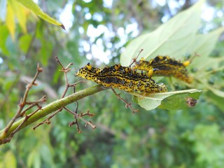 inseto lagarta - dicentria violacens (notodontidae)
