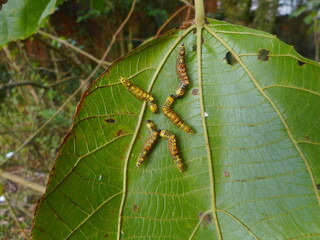 inseto lagarta - dicentria violacens (notodontidae)