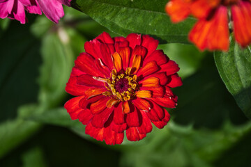 red and yellow flower