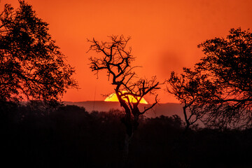 A sunset in the bush