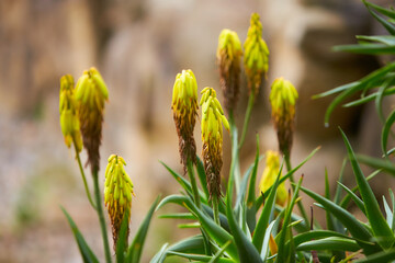 Yellow aloe flower close up.