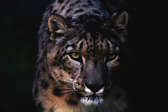 Panth&egrave;re