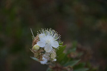 bee on a flower