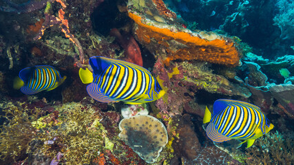 Naklejka na ściany i meble Coral reef fish swimming 