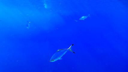 Fototapeta na wymiar beautiful blue background, the sea on which the blue fish swim close-up.