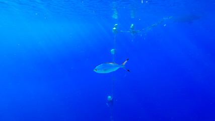 beautiful underwater sea background on which marine tropical fish swim.