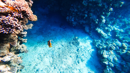 Fototapeta na wymiar amazing beauty - the bottom of the red sea, on which the corals are located.