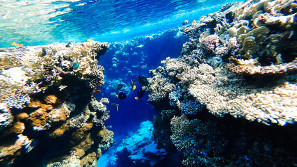many colorful tropical fish swim near the coral at the bottom of the red sea.