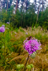 an insect on a purple plant against a yellow forest background