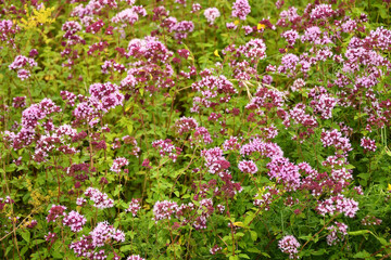 Origanum vulgare spice and medicinal plant with flower
