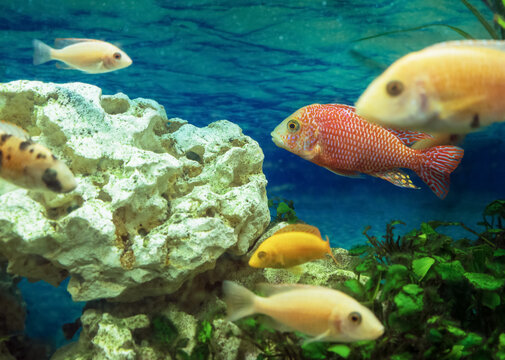 Aulonocara Orchidea Red in focus with other fishes