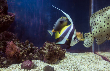 Fototapeta na wymiar underwater background with pennant coralfish