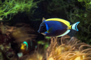 Fototapeta na wymiar powder blue tang (Acanthurus leucosternon) or powder-blue surgeonfish