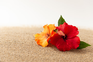 砂浜とハイビスカス