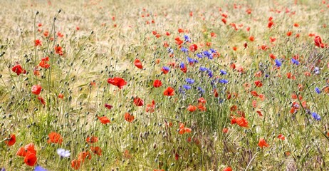 Fototapeta premium Korn- und Mohnblumen im Getreidefeld