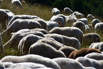 owce, barany, wypas, redyk, zwierzęta, © Albin Marciniak