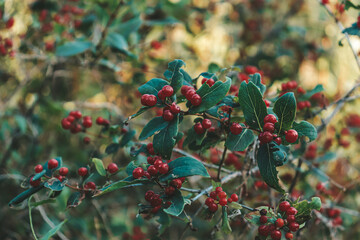 red berries