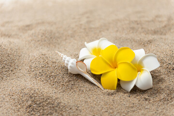 砂浜とプルメリアの花