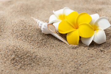 砂浜とプルメリアの花
