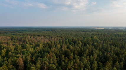 Naklejka premium Polish part of Bialowieza Forest to east
