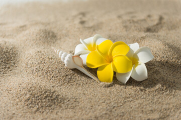 砂浜とプルメリアの花