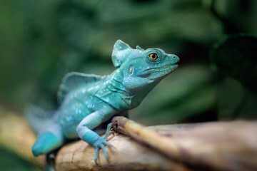 plumed basilisk, green lizard, Basiliscus plumifrons